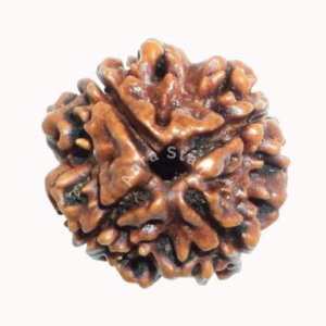 4 Mukhi Nepali Rudraksha Regular Size Rudraksha Buy Online Today With Cash On Delivery