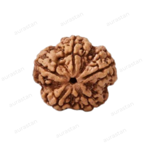 5 Mukhi Real Rudrkasha Buy Online At Best Prices