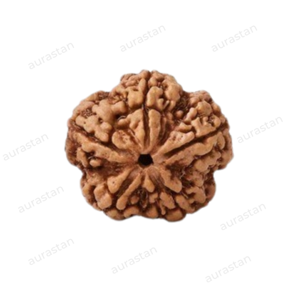 5 Mukhi Real Rudrkasha Buy Online At Best Prices